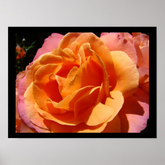 Ljusfärgad färgrik ros blomma blomsterkonsttryck poster