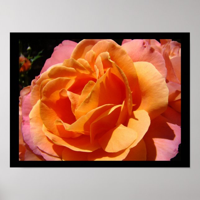 Ljusfärgad färgrik ros blomma blomsterkonsttryck poster (Framsidan)