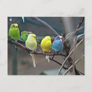 Ljusfärgade parakit Budgies Parrots Birds Vykort