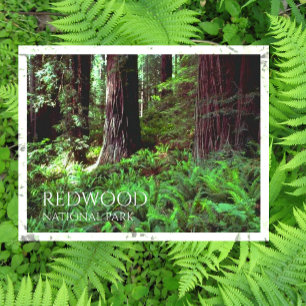 Ljusfiltrering genom Redwood Träd, Ferns Vykort
