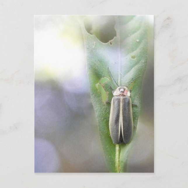 Ljusflyg - Photuris Pyralis Vykort (Framsida)