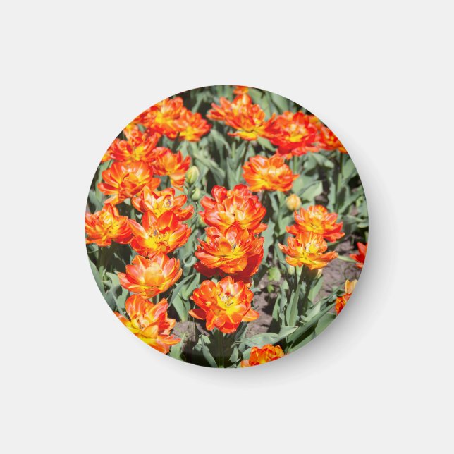Ljusgingertulpaner med röd orange magnet (Framsidan)