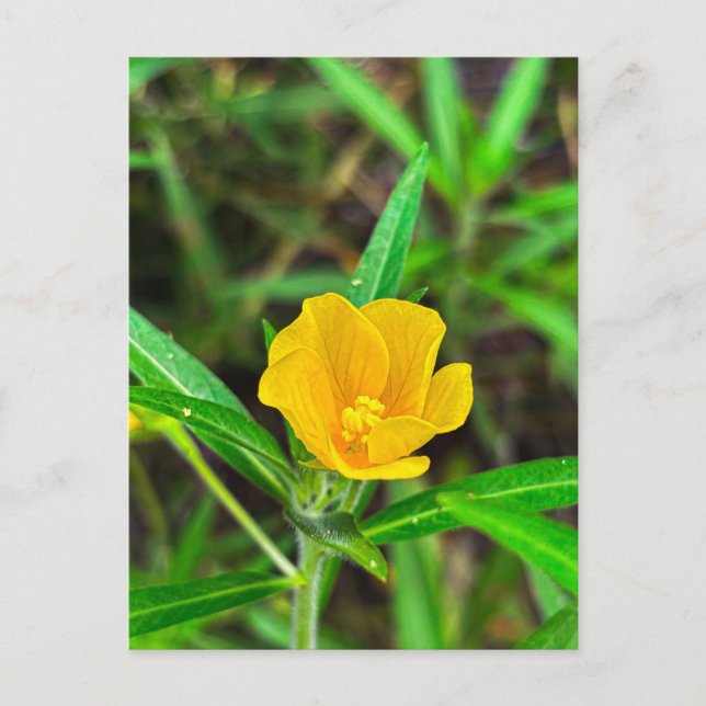 Ljusgul vildblomma med vattendroppar vykort (Framsida)