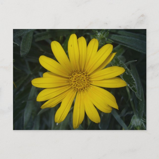 ljusgul vykort (Framsida)