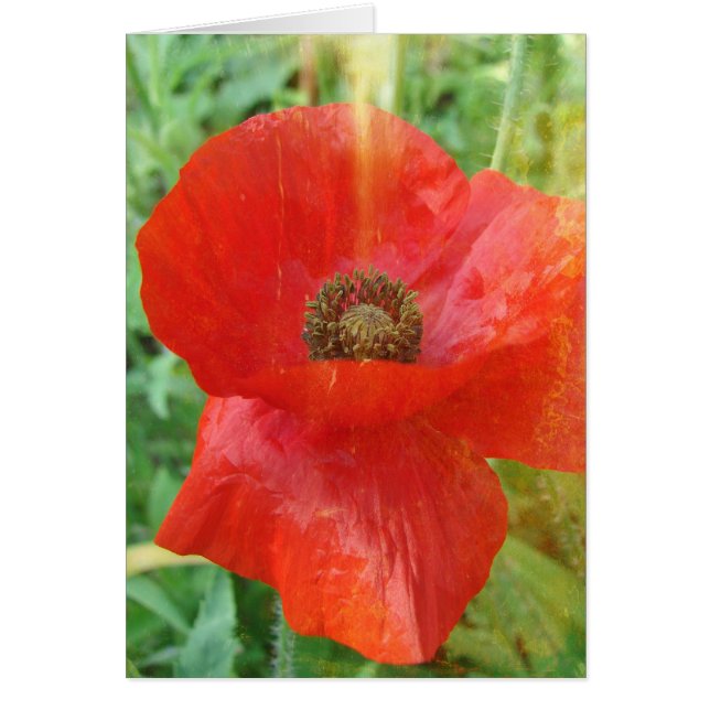 Ljusläckor Red Poppy Hälsningskort (Framsidan)