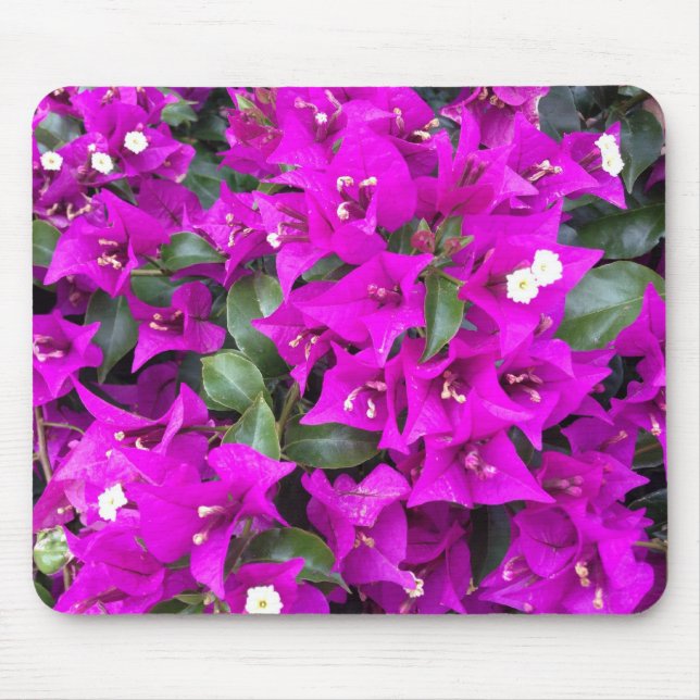 Ljuslila Bougainvilleablommor Musmatta (Framsidan)