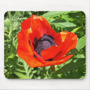 Ljusröd blomma på Grönt Musmatta