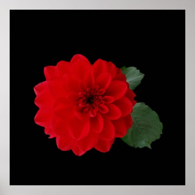 ljusröd poster (Framsidan)