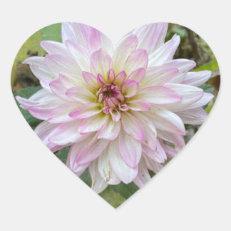 Ljusrosa dahlia med rosa spetsar hjärtformat klistermärke