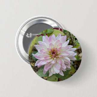 Ljusrosa dahlia med rosa spetsar knapp