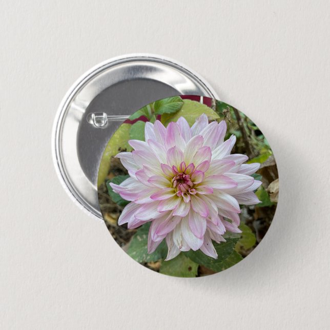 Ljusrosa dahlia med rosa spetsar knapp (Framsida & baksida)