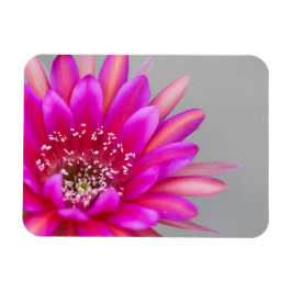 Ljusrosa kaktus blomblad magnet