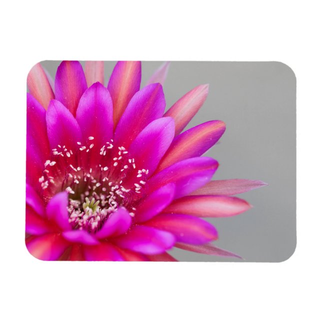 Ljusrosa kaktus blomblad magnet (Horisontell)