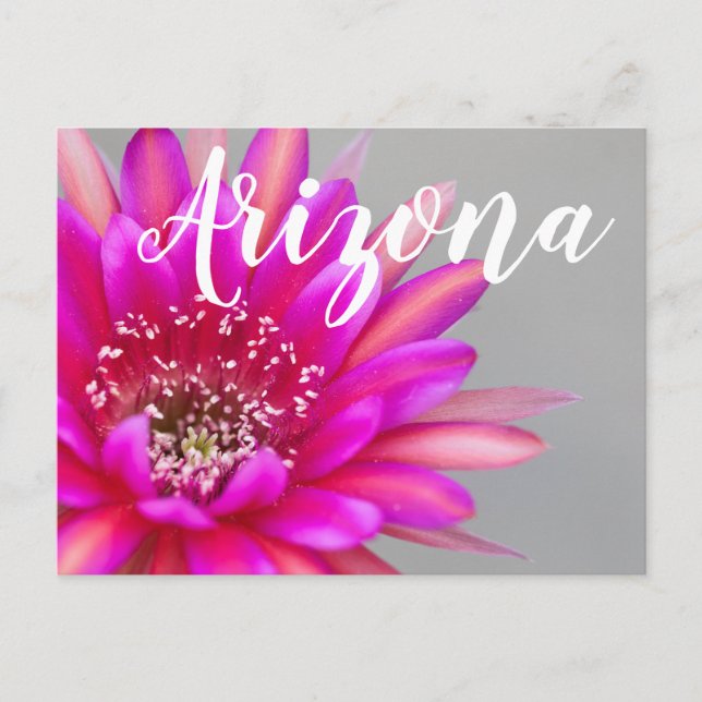 Ljusrosa kaktusblomblad, Arizona Vykort (Framsida)