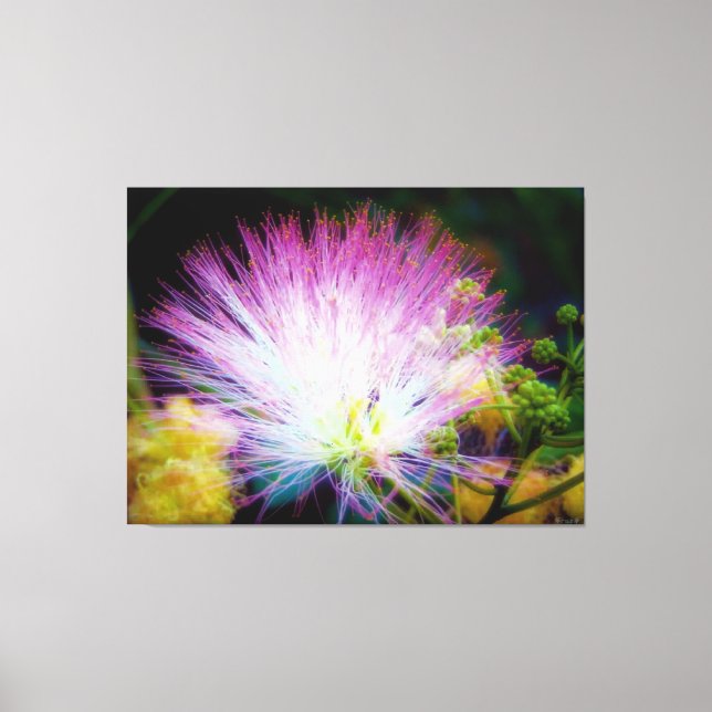 Ljusrosa Mimosa-blomning Canvastryck (Framsida)