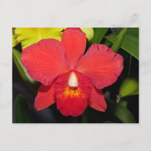 Ljusrött orchid-vykort vykort
