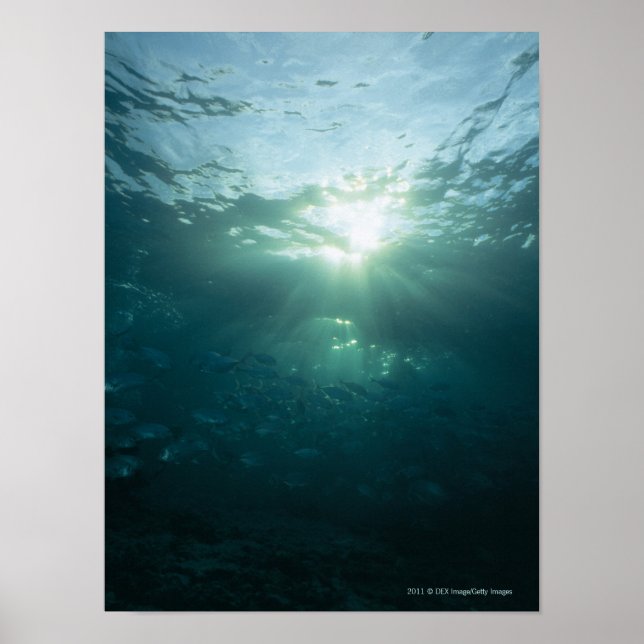 Ljusskugga på korallrev och fiskskola poster (Framsidan)