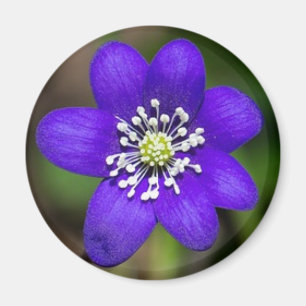 Ljusstark Lila - färgad blommig Blommigt Magnet