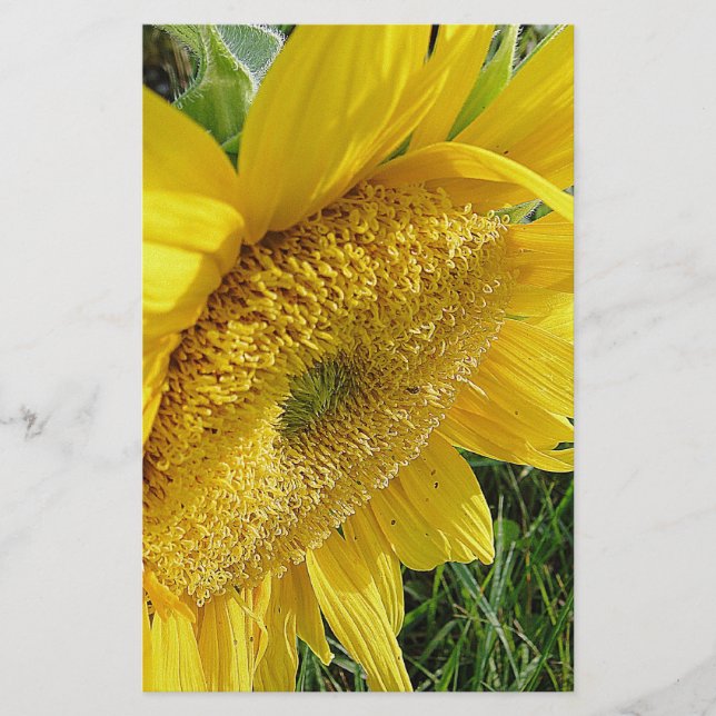 Ljusstark solros brevpapper (Framsida)