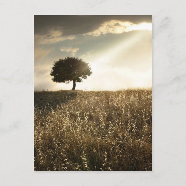 Ljusstrålar genom det dramatiska himlar vykort (Framsida)