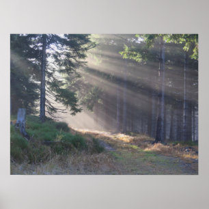Ljusstrålar i Poster skog