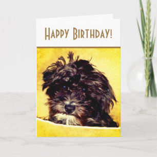 Ljust födelsedags-kort för Schnoodle-hund Kort