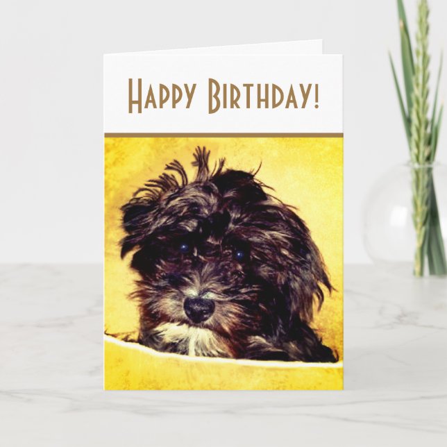 Ljust födelsedags-kort för Schnoodle-hund Kort (Framsida)