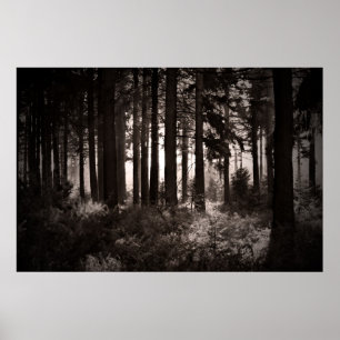 Ljust glänsande till och med en mörk skog poster
