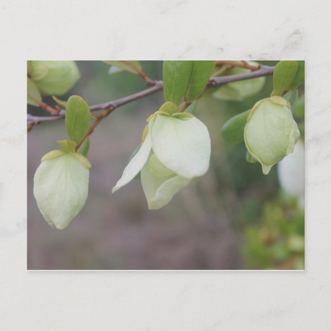 ljust grönt blommor vykort (Framsida)