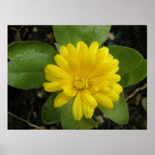 Ljust gul tagetes tryck