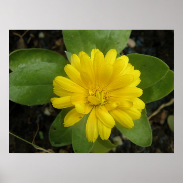 Ljust gul tagetes tryck (Framsidan)