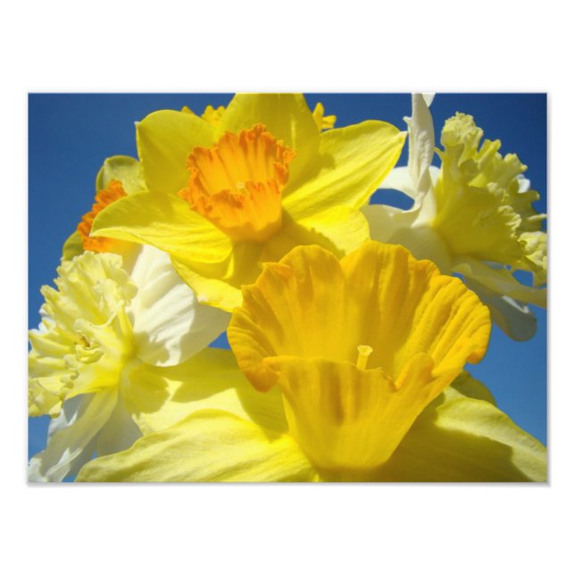 Ljust gula narcissblommor fotografi tryck (Framsidan)