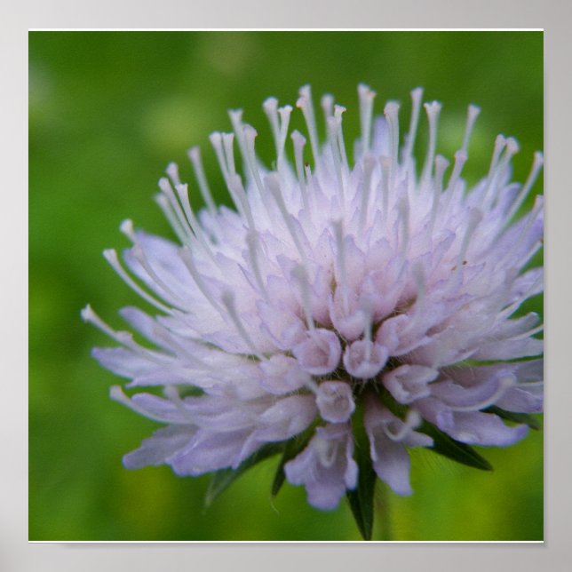 Ljust lila poster (Framsidan)