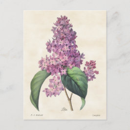 Ljust lila syren Vintage Botanisk Vykort