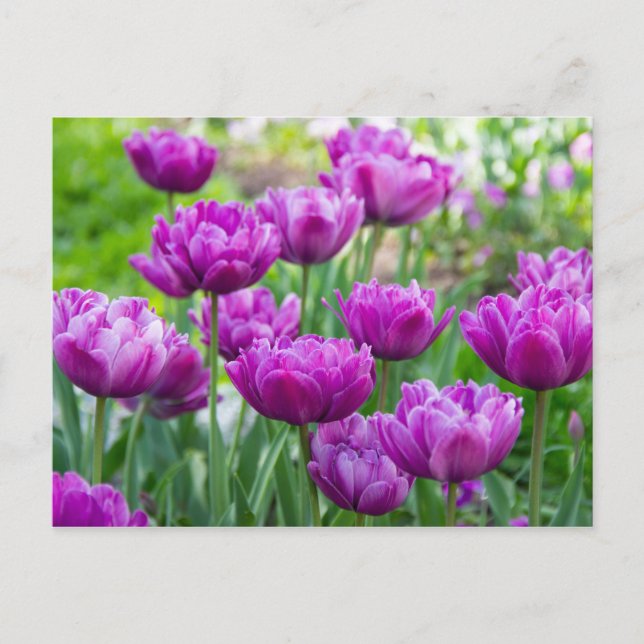 Ljust lila tulpaner på en solig dag  vykort (Framsida)