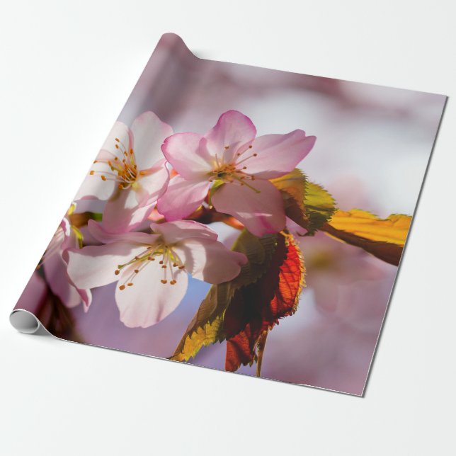 Ljust och skugga på Sakura Petals Presentpapper (Utrullad)