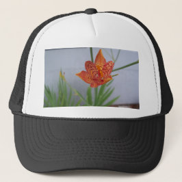 Ljust orange som ser Blackberry lily i en trädgård Keps