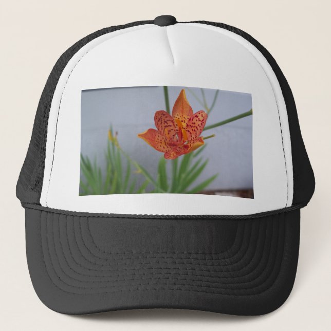 Ljust orange som ser Blackberry lily i en trädgård Keps (Framsida)