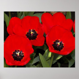 Ljust röda tulpaner blomfotografi poster