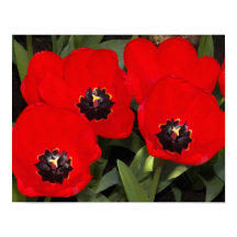 Ljust röda tulpaner blomfotografi
