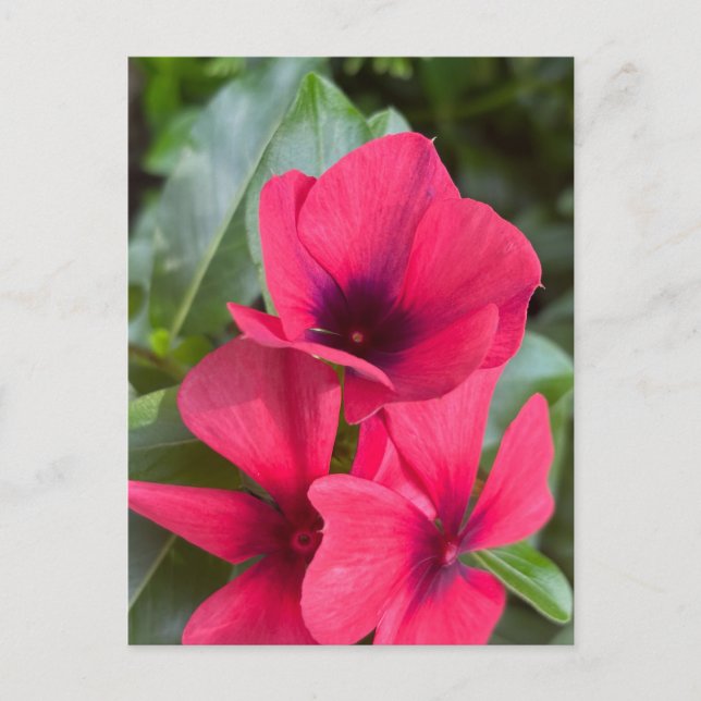 Ljust röda vinca blommor närbild vykort (Framsida)