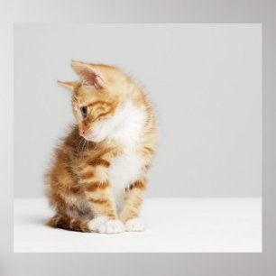 Ljust rödbrun kattunge poster
