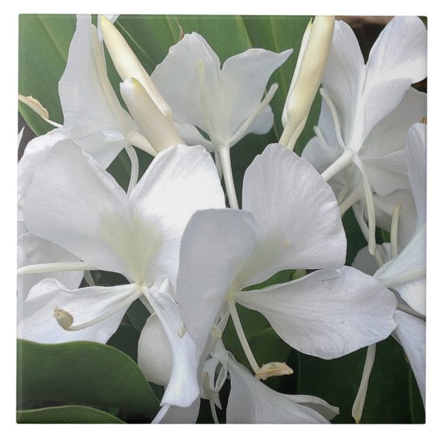 Ljust rödbrun liljablommar kakelplatta (Framsidan)