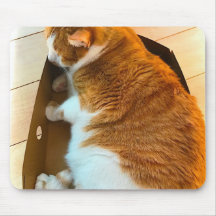 Ljust rödbrun tabby i kartong