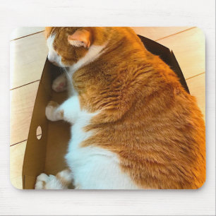 Ljust rödbrun tabby i kartong musmatta