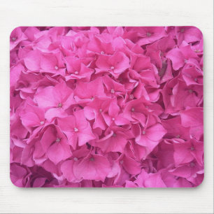 Ljust rosa hortensiablommor musmatta