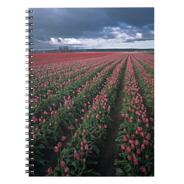 Ljust rosa och röda tulpaner lyser under mörker anteckningsbok (Framsidan)