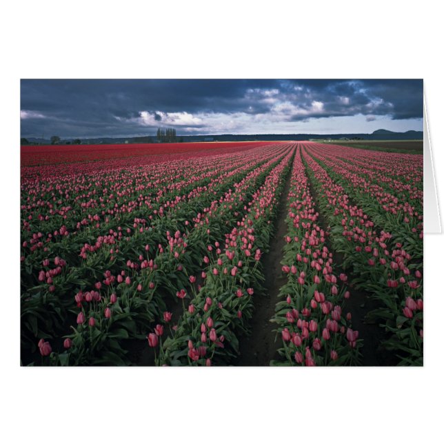 Ljust rosa och röda tulpaner lyser under mörker hälsningskort (Framsidan Horizontal)