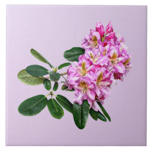 Ljust Rosa Rhododendron Kakelplatta