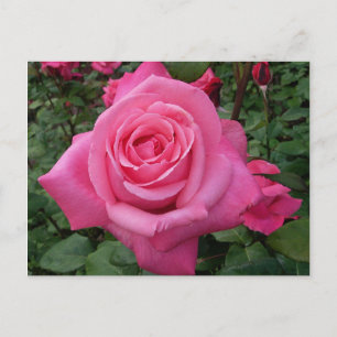Ljust Rosa Ros Foto Vykort